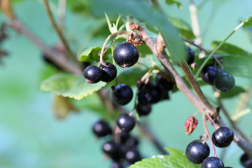 Multiple blackcurrant berries growing in bush located in a backyard of a Finnish summer cottage. Healthy and fresh berries full of vitamin c & other antioxidants. Can be eaten fresh or used for baking