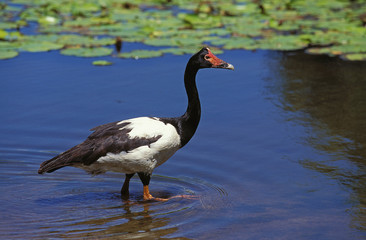 ADULT MAGPIE GOOSE anseranas semipalmata WALKING IN WATER, AUSTRALIA .