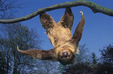 TWO TOED SLOTH choloepus didactylus HANGING UPSIDE DOWN FROM BRANCH AGAINST BLUE SKY . © slowmotiongli