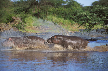 HIPPOPOTAMUS hippopotamus amphibius, ADULTS ENTERING WATER, MASAI MARA PARK IN KENYA  .