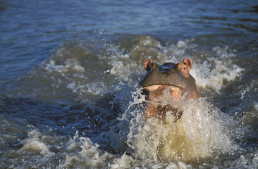 HIPPOPOTAMUS hippopotamus amphibius, ADULT THREAT DISPLAYING, MASAI MARA PARK IN KENYA  .