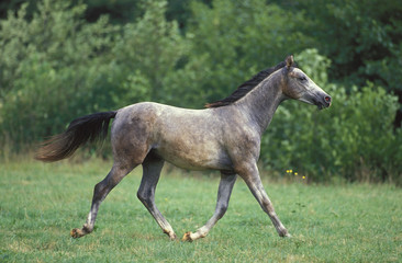 Obraz na płótnie Canvas SHAGYA HORSE, ADULT TROTTING ON GRASS .
