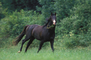 SHAGYA HORSE, ADULT WITH GRASS IN MOUTH AGAINST GREEN FOLIAGE  .
