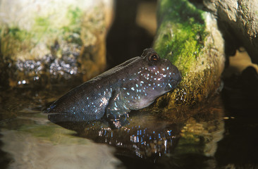 Fototapeta premium ADULT MUDSKIPPER periophthalmus EMERGING FROM WATER .