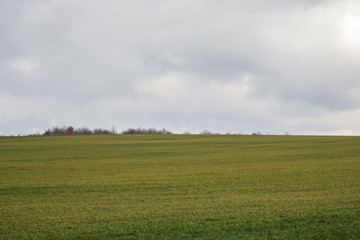 Obraz premium Green grass meadow, agricultural field, cloudy weather, natural background, trees in the back