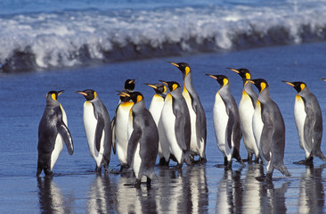 Fototapeta premium KING PENGUIN aptenodytes patagonica, COLONY IN SALISBURY PLAIN IN SOUTH GEORGIA .