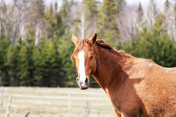 Obraz premium Cheval Cantons de l'Est, Estrie, Québec Canada