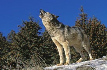 NORTH AMERICAN GREY WOLF canis lupus occidentalis, ADULT HOWLING ON ROCK, CANADA .