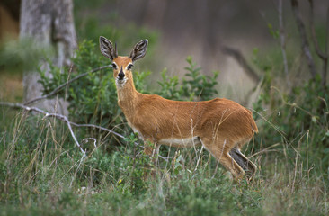 STEENBOK raphicerus campestris , SOUTH AFRICA .