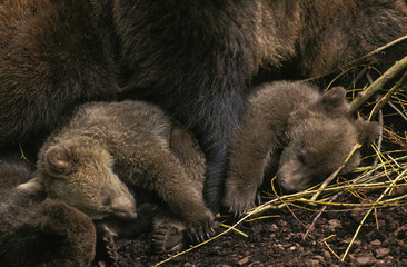 Naklejka premium BROWN BEAR ursus arctos, BABIES SLEEPING WITH MOTHER .