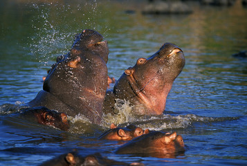 HIPPOPOTAMUS hippopotamus amphibius, PAIR FIGHTING IN WATER, MASAI MARA PARK IN KENYA  .