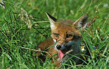 YOUNG RED FOX vulpes vulpes CAMOUFLAGED IN LONG GRASS  .