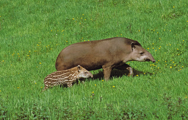 FEMALE AND YOUNG LOWLAND TAPIR tapirus terrestris  .