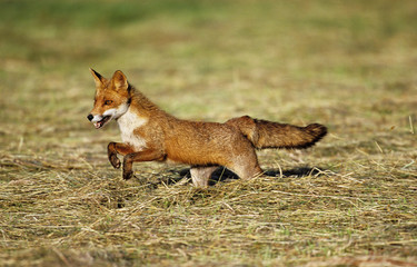 RED FOX vulpes vulpes RUNNING ON GRASS .