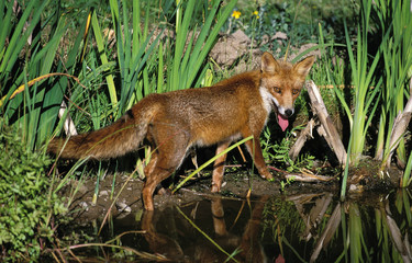 RED FOX vulpes vulpes STANDING AT POND EDGE .