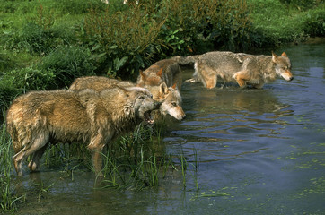EUROPEAN WOLF canis lupus, GROUP ENTERING WATER .