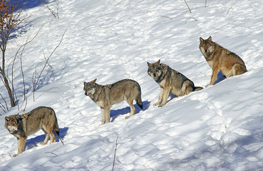 EUROPEAN WOLF canis lupus, GROUP IN SNOW, WALKING IN SINGLE FILE  .