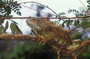 GREEN IGUANA iguana iguana, ADULT ON BRANCH .