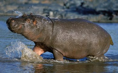 Fototapeta na wymiar HIPPOPOTAMUS hippopotamus amphibius, ADULT ENTERING WATER, MASAI MARA PARK IN KENYA .