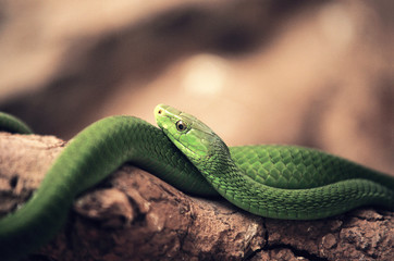 GREEN MAMBA dendroaspis angusticeps ON BRANCH  .