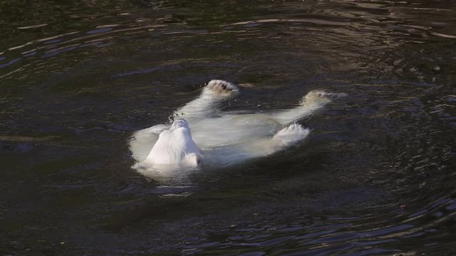 Polar bear (Ursus maritimus) is a hypercarnivorous bear whose native range lies largely within the Arctic Circle, encompassing the Arctic Ocean, its surrounding seas and surrounding land masses.