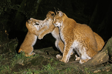 EUROPEAN LYNX felis lynx, FEMALE AND YOUNGS PLAYING  .