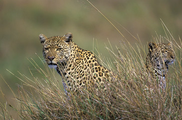 LEOPARD FEMALE AND YOUNG panthera pardus CAMOUFLAGED IN LONG GRASS .