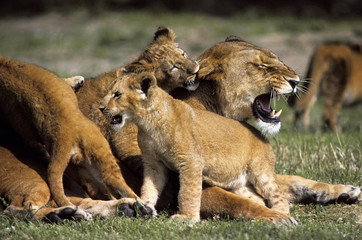 Fototapeta na wymiar AFRICAN LION panthera leo, FEMALE WITH CUBS PLAYING, KENYA .
