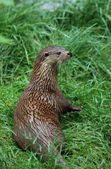 EUROPEAN OTTER lutra lutra, ADULT IN GRASS  .
