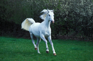 Obraz na płótnie Canvas ARABIAN HORSE GALLOPING THROUGH MEADOW .