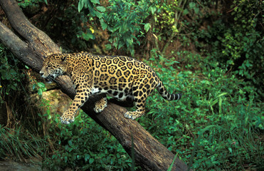 Fototapeta na wymiar JAGUAR panthera onca, ADULT ON BRANCH ,
