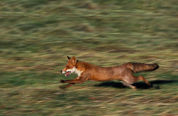 RED FOX vulpes vulpes RUNNING ON GRASS   .