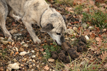 TRUFFLE DOG WITH TRUFFLES, TRUFFLE GATHERING IN DROME IN FRANCE  .