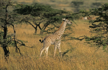 MASAI GIRAFFE giraffa camelopardalis tippelskirchi, CALF NEAR ACACIA TREES, KENYA  .