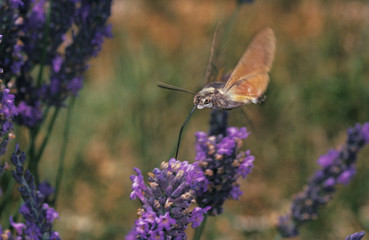  HUMMINGBIRD HAWK MOTH macroglossum stellatarum SUCKING NECTAR FROM LAVENDER    .