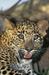  HEAD CLOSE-UP OF LEOPARD YOUNG panthera pardus    .
