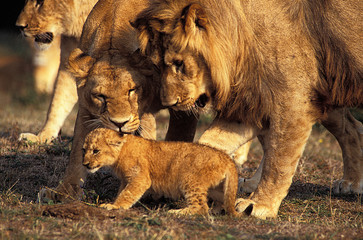  AFRICAN LION panthera leo, COUPLE WITH CUB, KENYA      .
