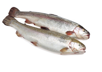  FRESH SEA TROUT salmo trutta trutta AGAINST WHITE BACKGROUND    .