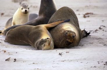 Naklejka premium AUSTRALIAN SEA LION neophoca cinerea, ADULTS LAYING DOWN ON BEACH, AUSTRALIA .