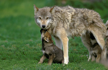 EUROPEAN WOLF canis lupus, FEMALE WITH YOUNGS .