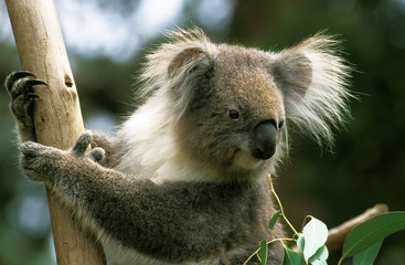 KOALA phascolarctos cinereus, HEAD OF ADULT ON BRANCH, AUSTRALIA  . © slowmotiongli
