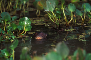 GIANT OTTER pteronura brasiliensis, ADULT EMERGING FROM WATER, PANTANAL IN BRAZIL  .