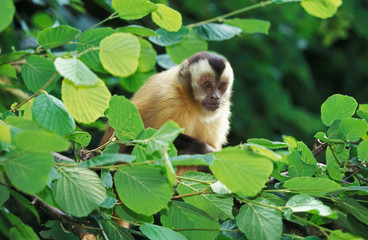 Fototapeta premium BLACK CAPPED CAPUCHIN cebus apella IN A TREE AGAINST GREEN FOLIAGE .