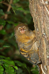  PYGMY MARMOSET callithrix pygmaea , ADULT ON TREE TRUNK AGAINST GREEN FOLIAGE  PH
