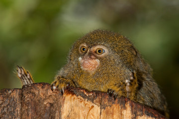 PYGMY MARMOSET callithrix pygmaea , ADULT ON A BRANCH AGAINST GREEN FOLIAGE  PH