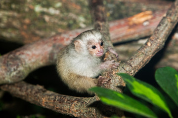 Naklejka premium BABY SILVERY MARMOSET mico argentatus ON A BRANCH PH