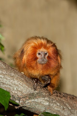 Fototapeta premium GOLDEN LION ADULT TAMARIN leontideus rosalia ON BRANCH PH