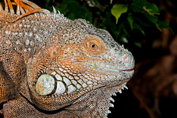 Obraz premium GREEN IGUANA iguana iguana, HEAD CLOSE-UP OF ADULT PH