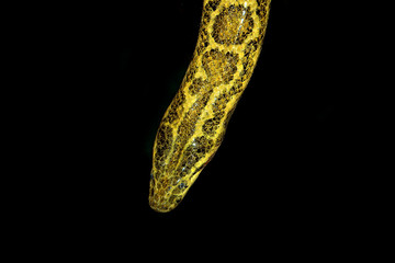 HEAD CLOSE-UP OF YELLOW ANACONDA eunectes notaeus AGAINST BLACK BACKGROUND  PH