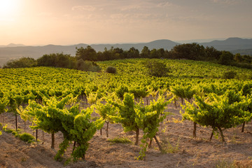 A bBeautiful french vineyard in summer. Nice sunset